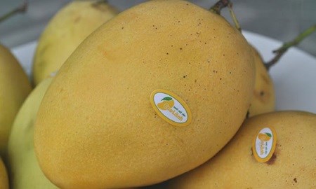 Vietnam to export Cat Chu mangoes to Japan hinh anh 1