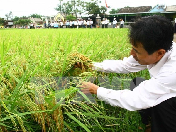 Vietnam cuts rice cultivation by 100,000 hectares in 2016 hinh anh 1