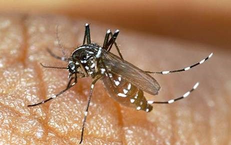 Dengue fever worries Malaysia hinh anh 1