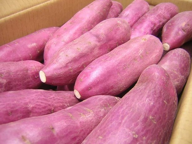 Singapore: Sweet potatoes grown in Vietnam are safe hinh anh 1