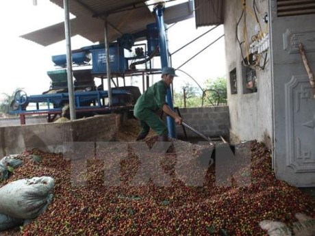 Laos: Coffee exports continue to fall hinh anh 1