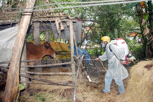 Ministry to boost cattle foot-and-mouth immunity hinh anh 1