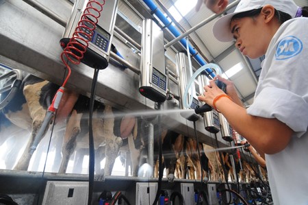 New standards to be set for raw milk hinh anh 1