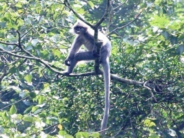 Thanh Hoa: rare primate faces extinction hinh anh 1