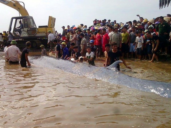 Dead whale buried in Nghe An hinh anh 1