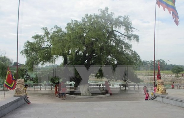 Heritage title given to centuries-old tree in Vinh Phuc hinh anh 1