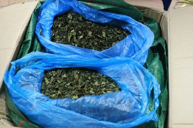 Over 82kg of suspected drug-linked leaves seized hinh anh 1