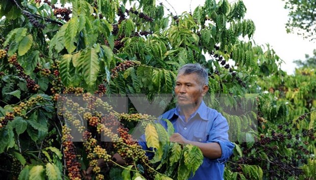 Vietnam, UK seek ways to boost coffee trade hinh anh 1