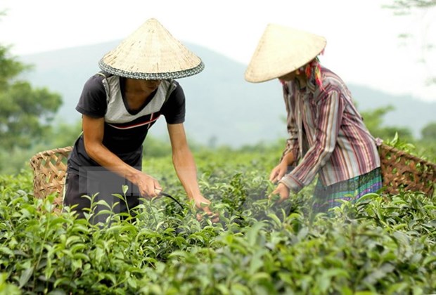 More investment in safe agricultural production needed hinh anh 1