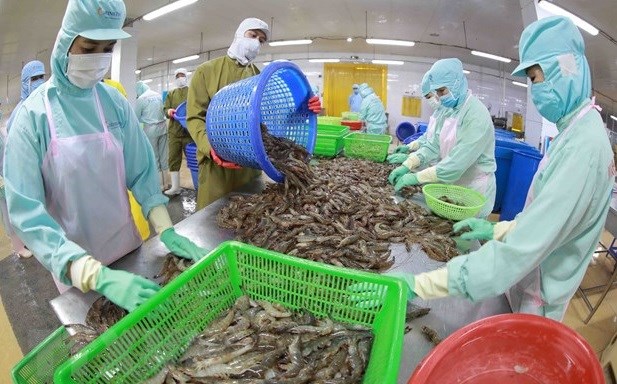 Seafood export takes larger bite out of foreign markets hinh anh 2