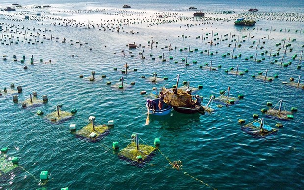 Project on marine aquaculture development till 2030 approved hinh anh 1