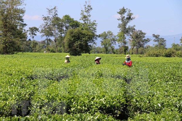 Attracting green tea hill in Gia Lai hinh anh 1