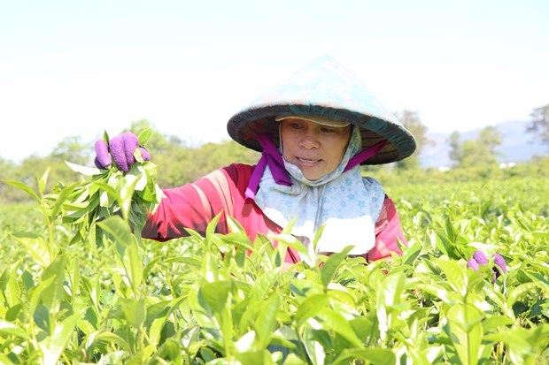 Attracting green tea hill in Gia Lai hinh anh 2