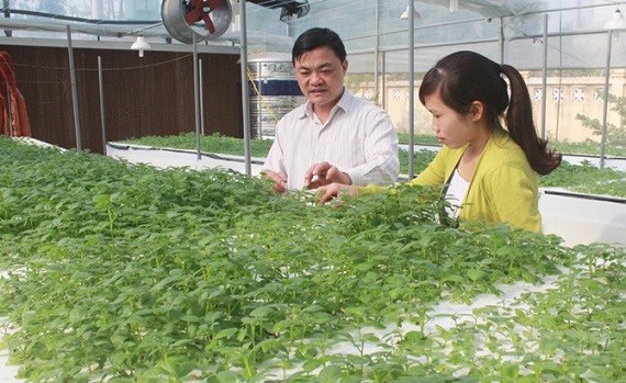 Bac Giang promotes technology transfer in agricultural production hinh anh 1