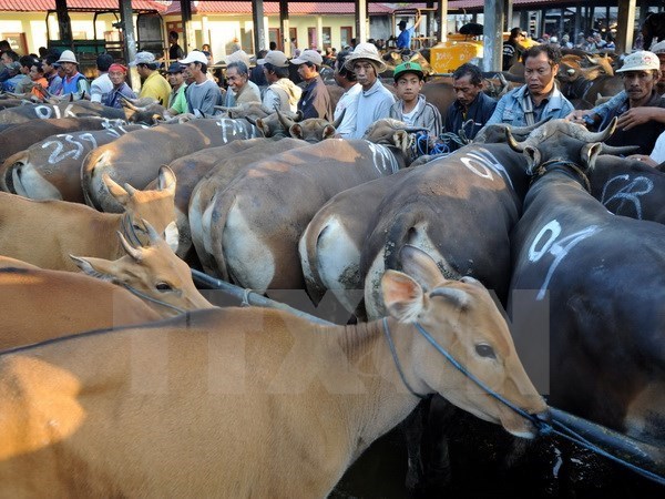 Vietnam - second largest cattle importer of Australia hinh anh 1