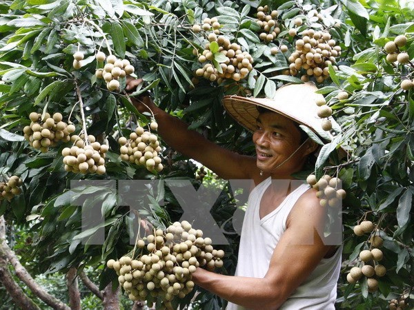 Hanoi ready to ship first late-ripening longan batch to US hinh anh 1