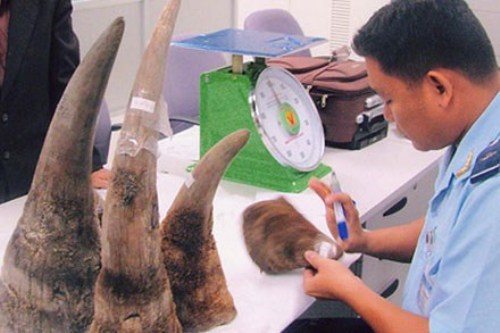 Synthetic rhino horns could not solve poaching problem hinh anh 1