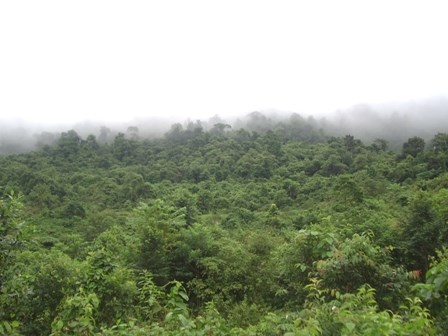 Thua Thien – Hue: 110 billion VND for protective forest development hinh anh 1