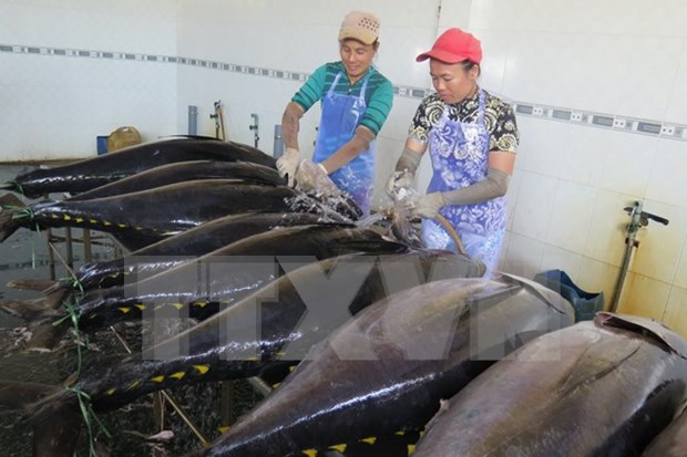 Tuna fishermen in Binh Dinh employ Japanese technologies hinh anh 1