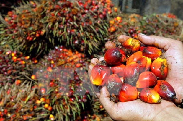 Malaysia, Indonesia reach pact to form palm oil council hinh anh 1