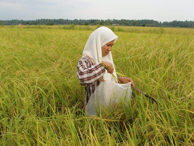 Malaysia spends over 500 mln USD annually to support rice farming hinh anh 1