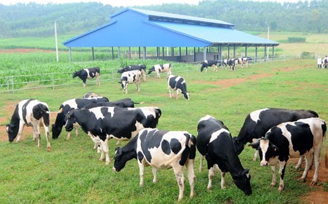 HCM City’s dairy sector to boost competitiveness hinh anh 1