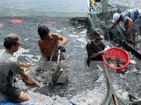 Vietnamese seafood industry moves to meet US new standards hinh anh 1