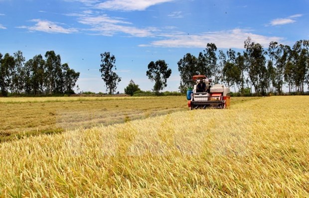 Panama businesses wish to establish rice-production ties with Vietnam hinh anh 1
