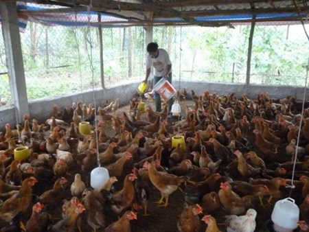 Chicken breeders suffer losses amid price drops hinh anh 1