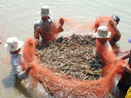 Shrimp farming in Vietnam: the search for sustainability hinh anh 1