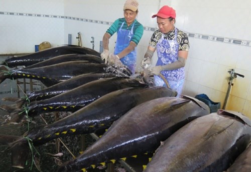 Tuna firms eye 8 percent export rise hinh anh 1