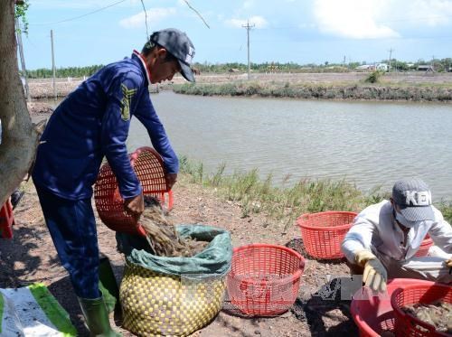 Thai company not qualify for exporting parent shrimp to Vietnam hinh anh 1
