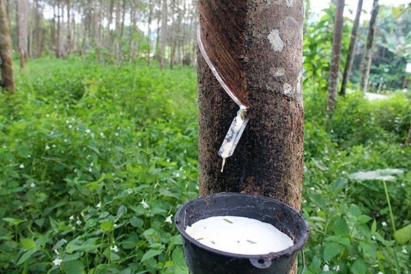 Thai gov’t to support rubber farmers hinh anh 1