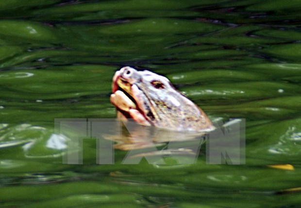 Ancient turtle in Hoan Kiem lake reported dead hinh anh 1