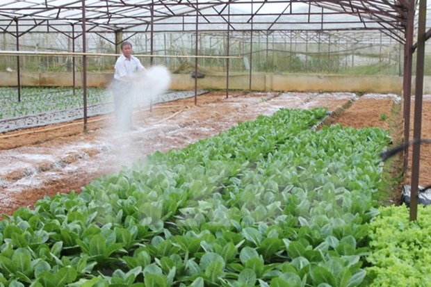 Japanese firms bring information technology to Vietnam’s farms hinh anh 1