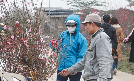 Hanoi: Tet peach trees begin to bloom hinh anh 1