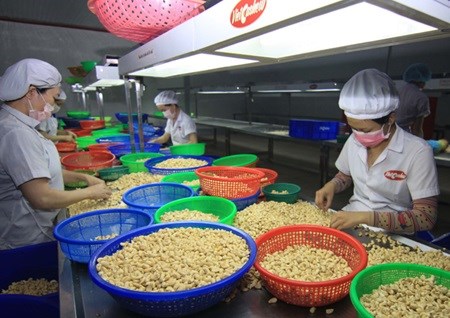 Exporters' outlook for 2016 remains mixed hinh anh 1