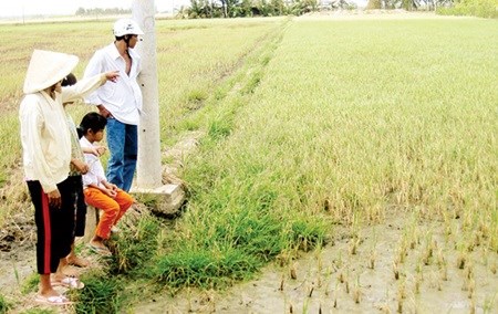Saline intrusion a threat to crops in Mekong Delta hinh anh 1