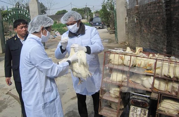 Health sector urges vigilance for bird flu outbreaks during Tet hinh anh 1