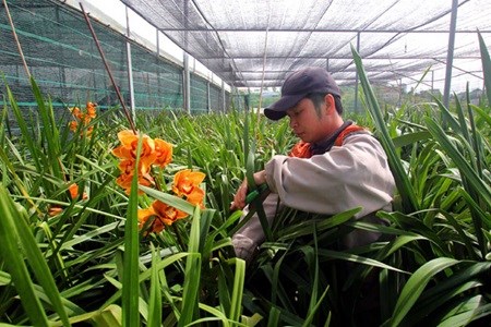 A worker tends to orchirds in Lam Dong hinh anh 1