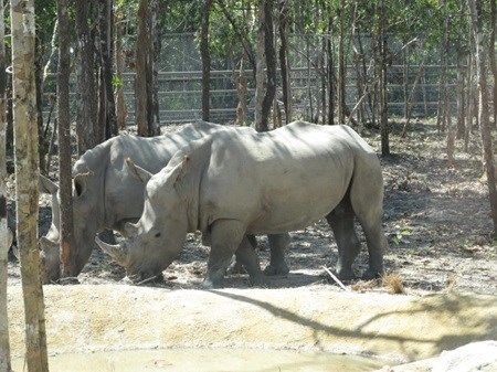 Safari park dismisses claims of endangered species deaths hinh anh 1