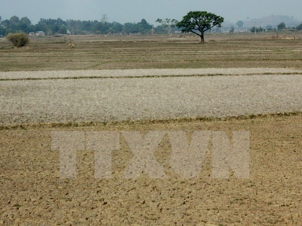 Central State budget supports drought-hit localities hinh anh 1