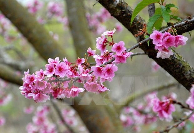 Ha Long cherry blossom festival 2016 to bloom hinh anh 1