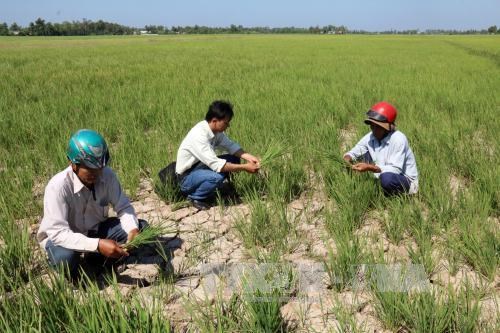 Drought affects over 13,000 households in Tra Vinh hinh anh 1