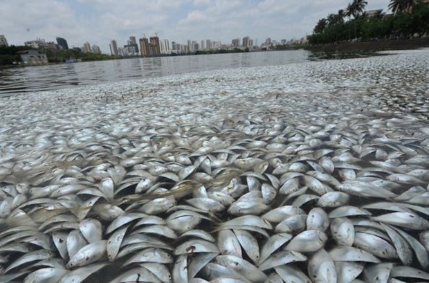 Coastal water monitored in central region in wake of mass fish death hinh anh 1