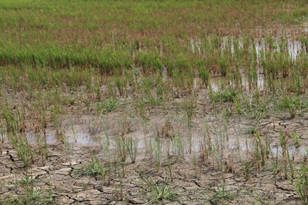 Late rainy season anticipated for 2016: scientists hinh anh 1