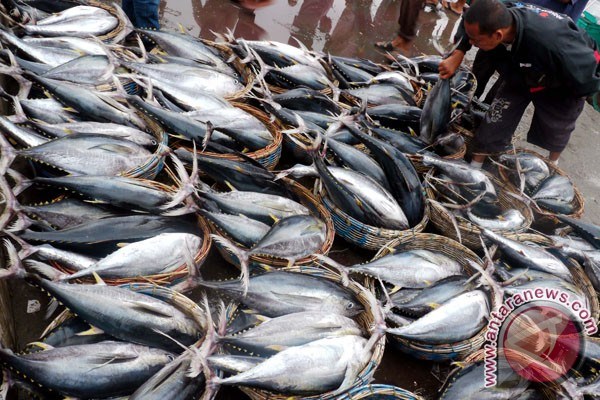 Indonesia boosts quota-based tuna fishing hinh anh 1