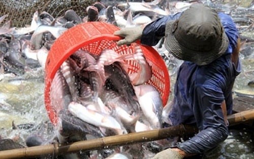 US Senate votes to end catfish inspection programme hinh anh 1
