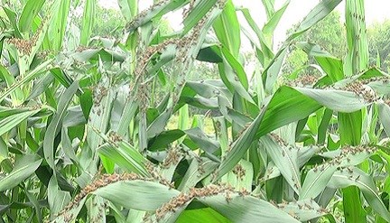 Grasshoppers attack crops in Son La hinh anh 1