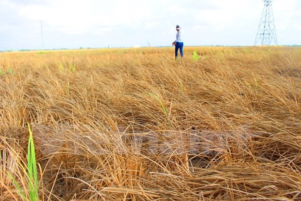 Farming sector moves to regain growth amid climate change hinh anh 1